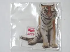 最後/釧路市動物園/トラ/ココア/アクリルスタンド