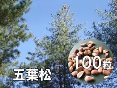 2025年最新】朝鮮五葉松 松の実の人気アイテム - メルカリ