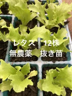 レタス 無農薬 家庭菜園 抜き苗 12株
