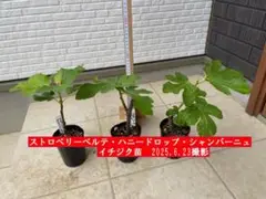 2025年最新】ストロベリーベルテ 苗の人気アイテム - メルカリ