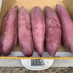 徳島県産 高級なると金時 松茂美人 約1.4kg サツマイモ ブランド野菜 芋