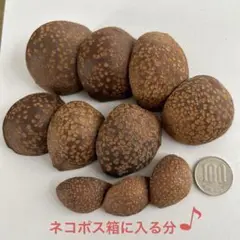 とちの実の殻 (星形の模様もあったり)サイズ色々 ネコポス箱に入る分