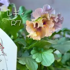 ビオラ・レディ/ 3号ポット/R7