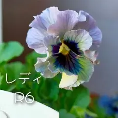 ビオラ・レディ/ 3号ポット/R6