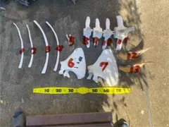 Item thumbnail for item ebc9b999-3d55-496a-a42c-262b024cd818