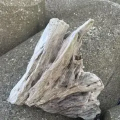 グレーの流木素材 自然な形状