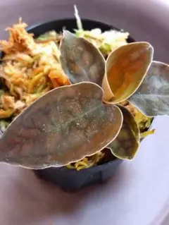 2025年最新】シストーチス パプアの人気アイテム - メルカリ