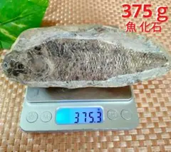 【高品質】★形はっきり★ 375ｇ 魚 化石