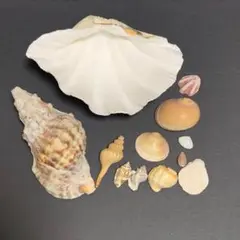 【12点】シャゴウ貝　など　貝まとめ売り