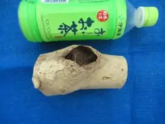 天然 樹洞 クワリウム 登り木 №105