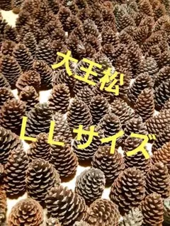 大王松／松ぼっくり／80サイズ段ボール満杯