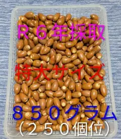 Ｒ６年採取　どんぐり　マテバシイ　特大サイズ ８５０g(約２５０個位)