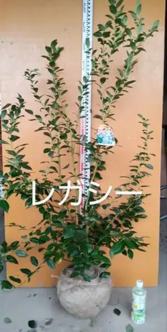 ブルーベリー苗 レガシー大苗