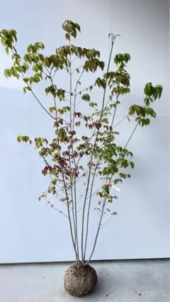 ヤマボウシ/大株立ち【現品発送】管理70437 ヤマボウシ/大株立ち【現品発送】管理70437