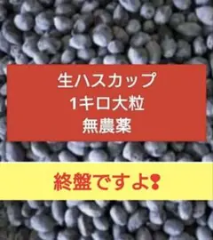 ラストです！北海道　生ハスカップ2キロ 2025年最新】生ハスカップの人気アイテム - メルカリ