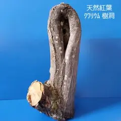 天然紅葉 クワリウム 樹洞 テラリウム