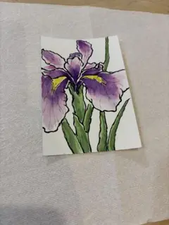 アヤメの水彩画 はがきサイズ