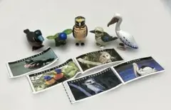 チョコエッグ　鳥　フィギュア　５個セット　ヤウイ　YOWIE TOKEN