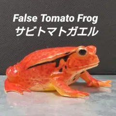 サビトマトガエル False Tomato Frog フィギュア