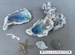 【お試し価格】　私だけの 貝殻の中の小さな海　インテリア　アクセサリー置き場