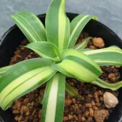 ナ*イ様 アテナータ　3色斑　アガベ　Agave　輸入株　翡翠盤 ナ*イ様 アテナータ 3色斑 アガベ Agave 輸入株 翡翠盤