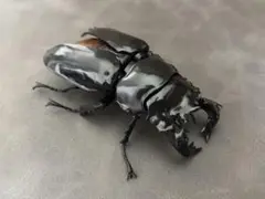 ［昆虫標本］極太タランドゥスオオツヤ 78mmup 飼育個体 昆虫標本］極太タランドゥスオオツヤ 78mmup 飼育個体