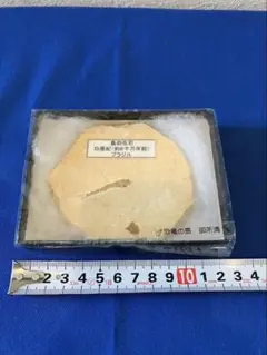 白亜紀の魚の化石