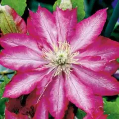 ✨高級宿根草　✨ クレマチス　早咲き　花炎(かえん) 楽天市場】クレマチス '花炎'（カエン） 2年苗 : おぎはら植物園