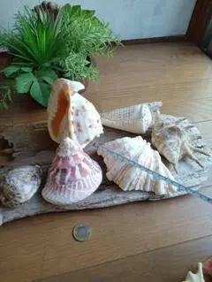 貝殻（大）