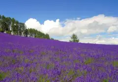 M26 ラベンダー畑/富良野/北海道/日本の風景/アートパネル