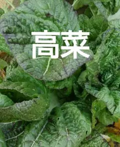 高菜の葉っぱ
