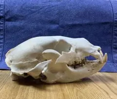 2025年最新】熊 頭蓋骨の人気アイテム - メルカリ