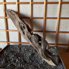 流木、T-433(グッドひねり穴通)