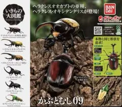 いきもの大図鑑 カブトムシ ガチャ