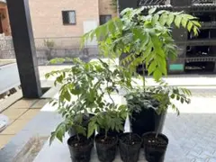 カレーリーフ専用商品作ります
