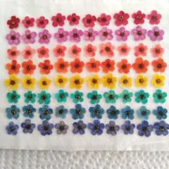 コデマリ　押し花⑯