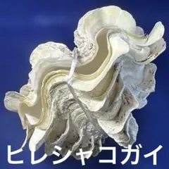 2025年最新】ヒレシャコ貝の人気アイテム - メルカリ