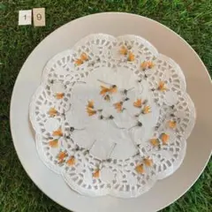 押し花　メラスフェルラ⑲
