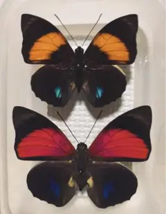 蝶標本　アグリアス2種セット 1 m35788867011_1.jpg?1751664652