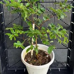 ジャボチカバ。小葉の大実。 鉢ごと無料で発送致します。 ジャボチカバ。小葉。大実。鉢ごと発送いたします。 - メルカリ