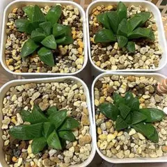多肉植物 ハオルチア パルバ2株