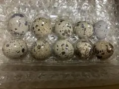 うずらの有精卵 10個入り