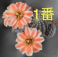 レブチア　ヘリオーサ　橙宝山 isla del pescado - Rebutia heliosa-紅宝山