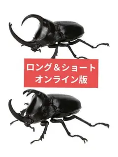 いきもの大図鑑　かぶとむし09　パンカブト　ロング＆ショート　オンライン版