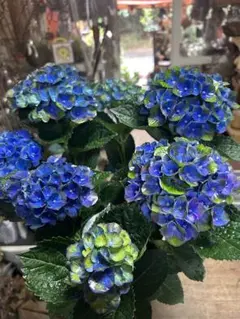 【専用商品】　アジサイ　8寸　レッドアメジスト　ブルー　紫陽花 楽天市場】アジサイ ハイドランジア マジカル レッドアメジスト