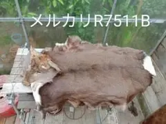 天然！　日本鹿の毛皮ラグ 天然！ 日本鹿の毛皮ラグ