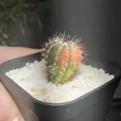 レア！メニネンシスV.ルブラ×ペクチニフェラ錦 実生 鉢植えメルカリ便送料込み レア！メニネンシスV.ルブラ×ペクチニフェラ錦 実生 鉢植え