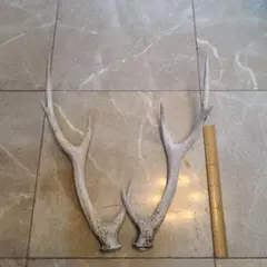 鹿の角