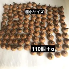 2025年　北海道　レッドオーク　極小　どんぐり帽子　110個＋α　下処理済み
