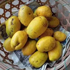 花梨 約4kg カリン かりん